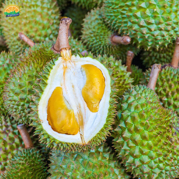 محبوب‌ ترین میوه‌ های دنیا: 60. دوریان یا خارگیل (durian)
