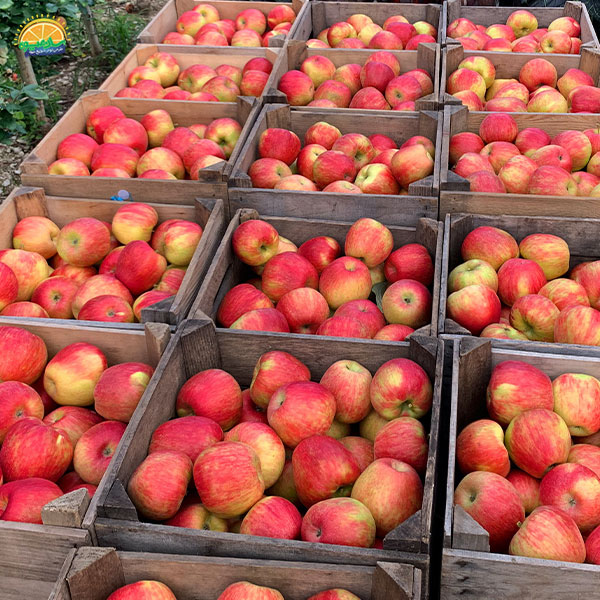 محبوب‌ترین میوه‌های دنیا - سیب آمبروزیا