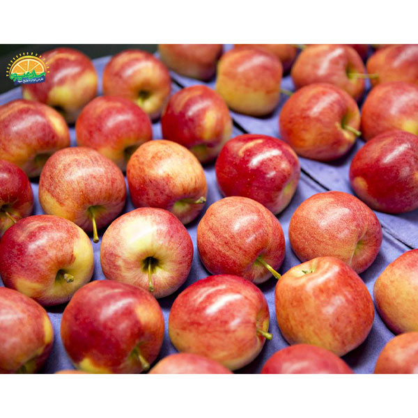 محبوب‌ ترین میوه‌ های جهان: 55. سیب گالا (Gala)