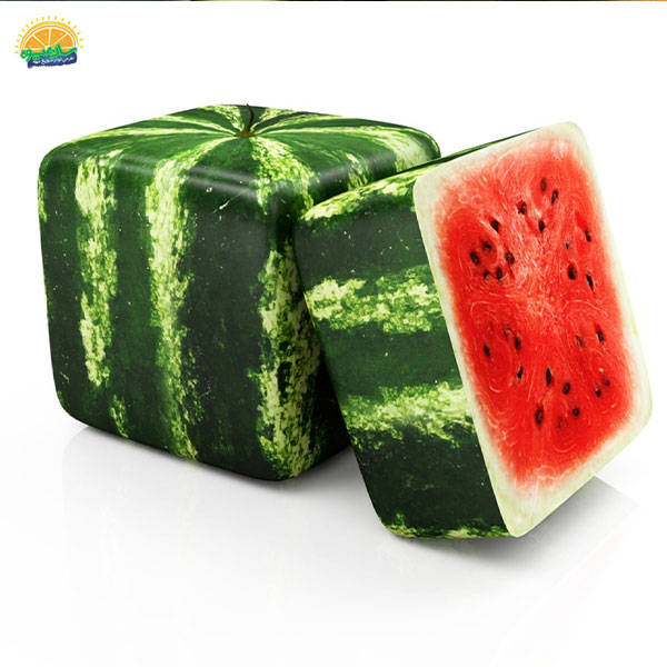 گران‌ ترین میوه‌ های جهان: 6. هندوانه چهار گوش (Square Watermelon)