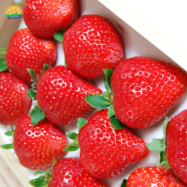 گران‌ ترین میوه‌ های دنیا: 12. توت فرنگی‌های کویین سمبیکیا (Sembikiya Queen Strawberries)