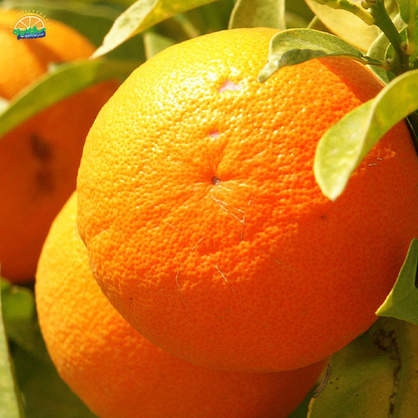 محبوب‌ ترین میوه‌ های دنیا: 17. پرتقال یافا (Jaffa orange)