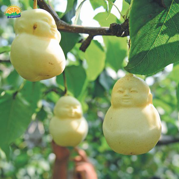 گران‌ ترین میوه‌ های جهان: 11. گلابی بودا (Buddha Shaped Pear)