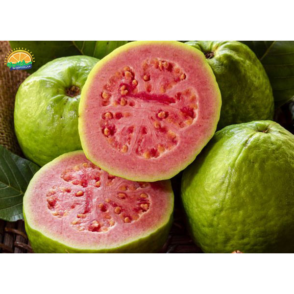 محبوب‌ ترین میوه‌ های دنیا: 59. گوآوا (guava)