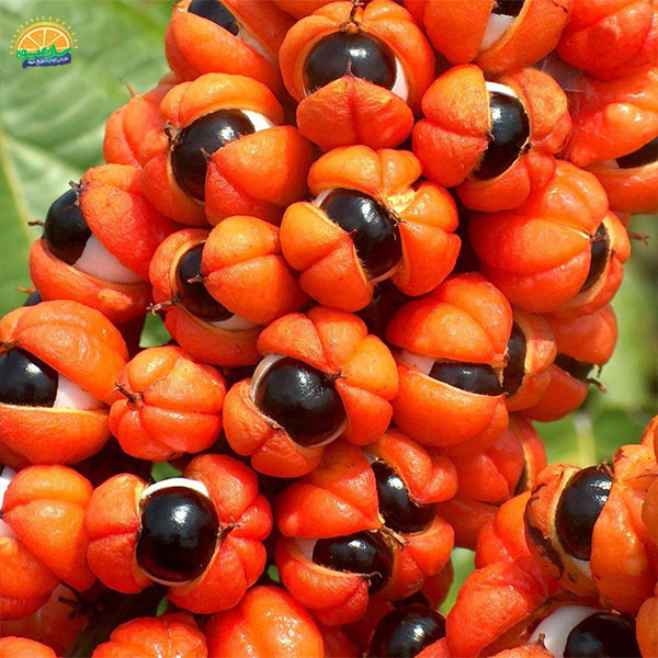 محبوب‌ ترین میوه‌ های دنیا: 56. گوارنا (Guarana)