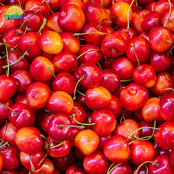 کدام میوه‌ها برای درمان کم خونی مفید هستند: 7. گیلاس گوشواره‌ی خون‌ ساز