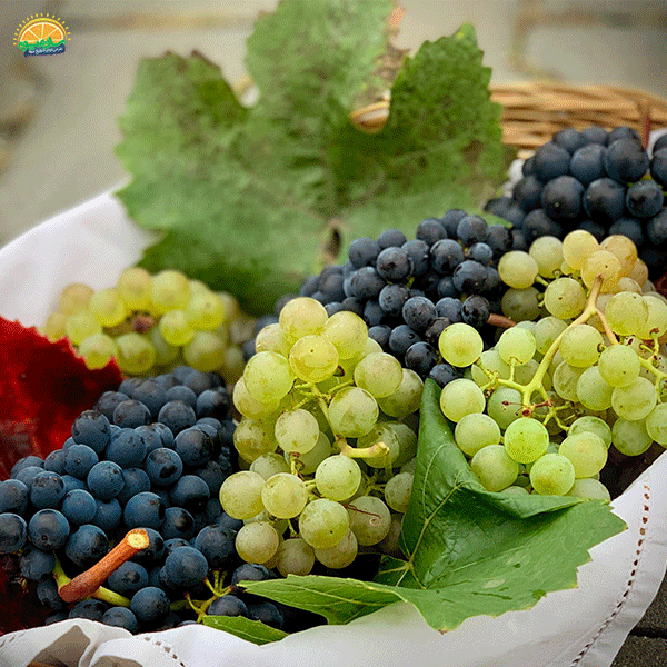 8. بهترین میوه‌های تابستانی برای دیابتی‌ها: انگور (Grapes)