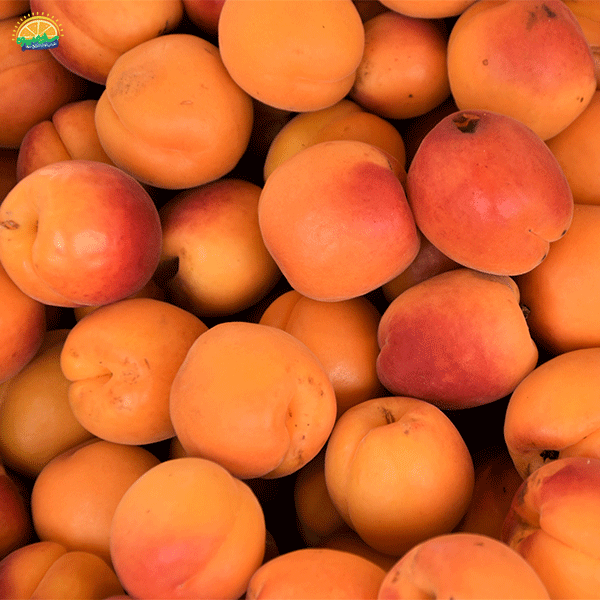 1. متخصص گوارش در میوه‌های تابستانی: زردآلو (Apricot)