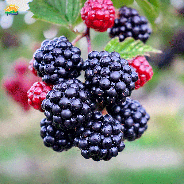 2. ملکه زیبایی در میوه‌های تابستانی: شاه توت (Blackberries)