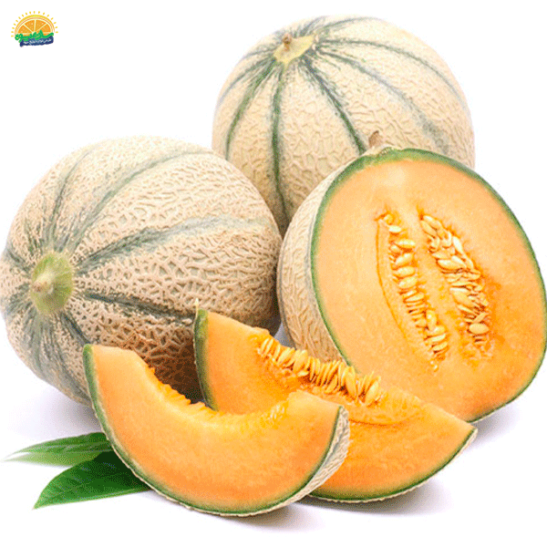 4. پرطرفدارترین میوه‌های تابستانی: طالبی (Cantaloupe)