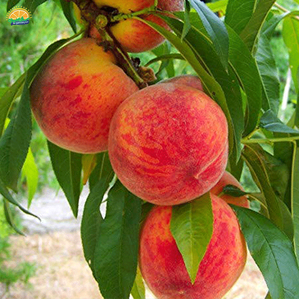 13. محبوب‌ترین عضو میوه‌های تابستانی: هلو (Peach‌)