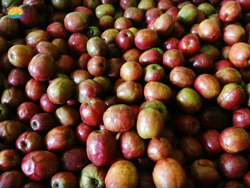 میوه اسپاندیاس پورپورآ Sineguela آلوی خوش عطر