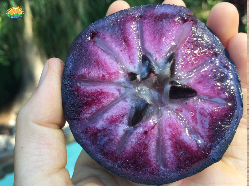 میوه سیب ستاره‌ای Caimito، عضو بنفش رنگ میوه‌های استوایی