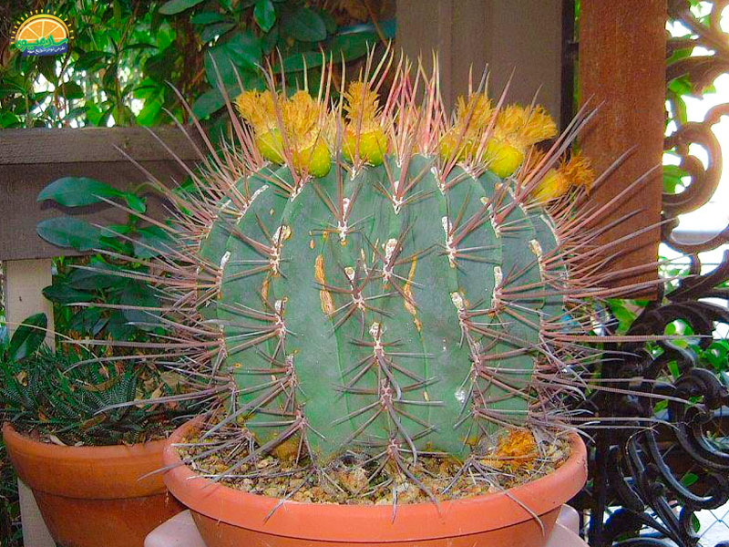 میوه کاکتوس بشکه‌ای (خمره‌ای) Barrel Cactus