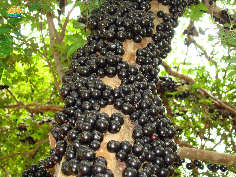 میوه استوایی: میوه ژابوتیکابا/ جابوتیوکا یا انگور برزیلی Jabotiacaba