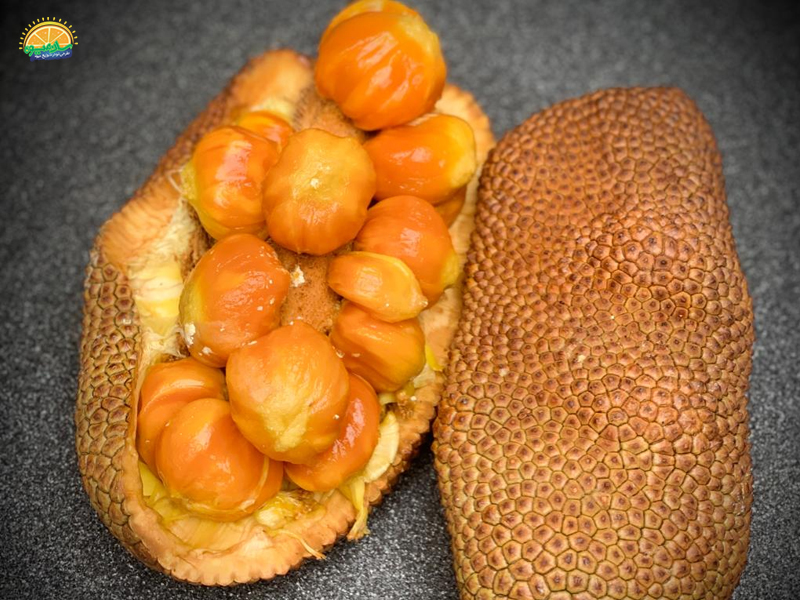 میوه استوایی: میوه کمپداک Cempedak