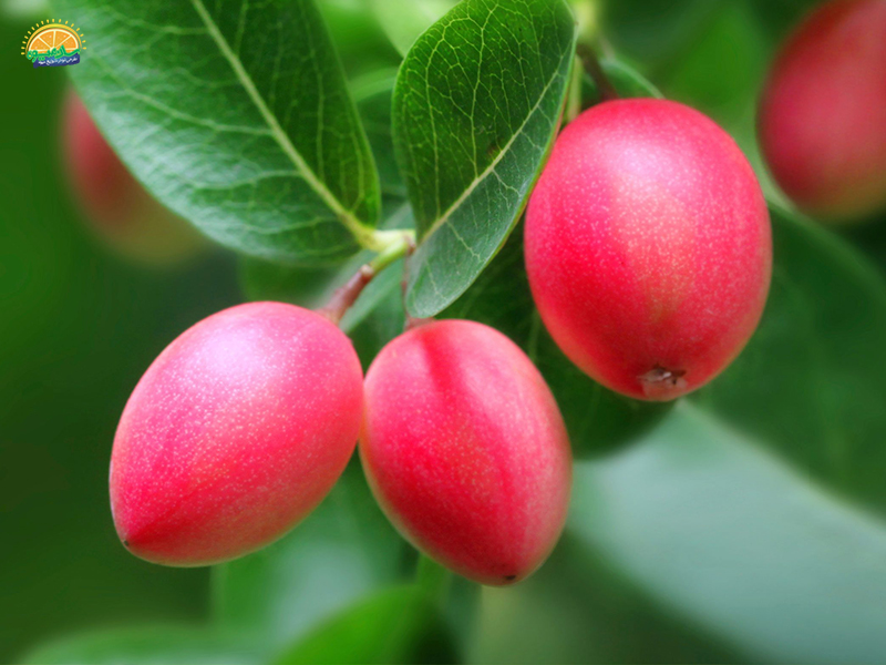 میوه استوایی: میوه آلو ناتال Natal Plum