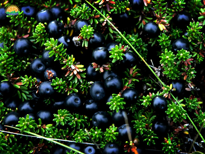 میوه‌های استوایی: میوه کروبری Crowberry زغال اخته سیاه