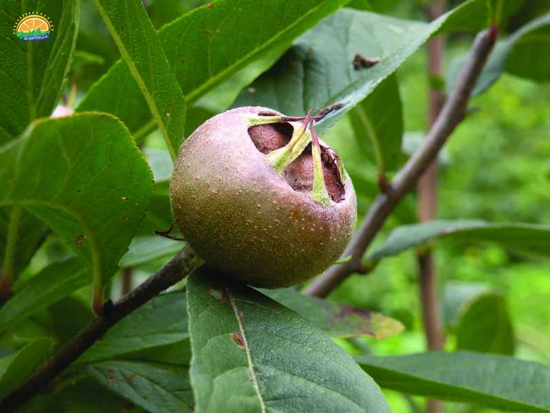 میوه گرمسیری: میوه مدلار Medlar یا ازگیل