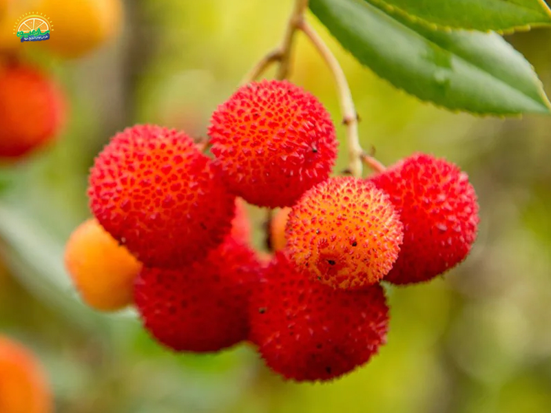 میوه استوایی: توت فرنگی درختی strawberry Tree