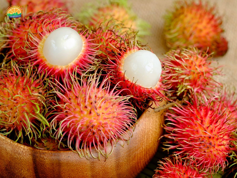 میوه استوایی: میوه رامبوتان Rambutan توپک کاموایی