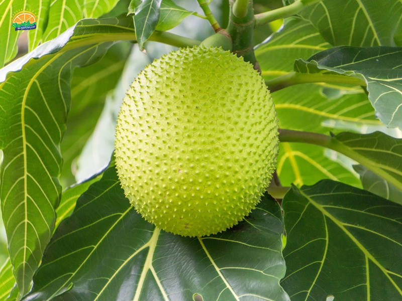 میوه برد فروت Breadfruit یا میوه نان 
