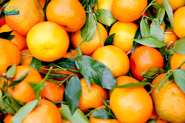 خواص نارنگی های ترش و شیرین