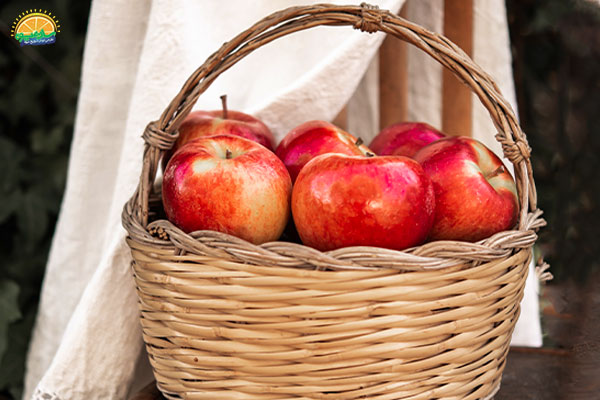 نحوه‌ی مصرف سیب پاییزی