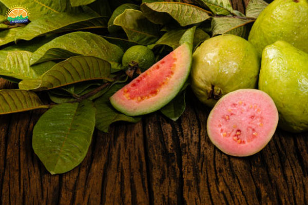 معرفی میوه‌ های پاییزی: 7. گواوا و کاهش وزن