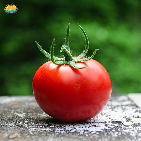 بهترین میوه‌ برایِ درمان بواسیر : گوجه فرنگی سرشار از آنتی اکسیدان