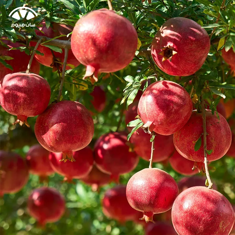 خواص انار برای آنفولانزا