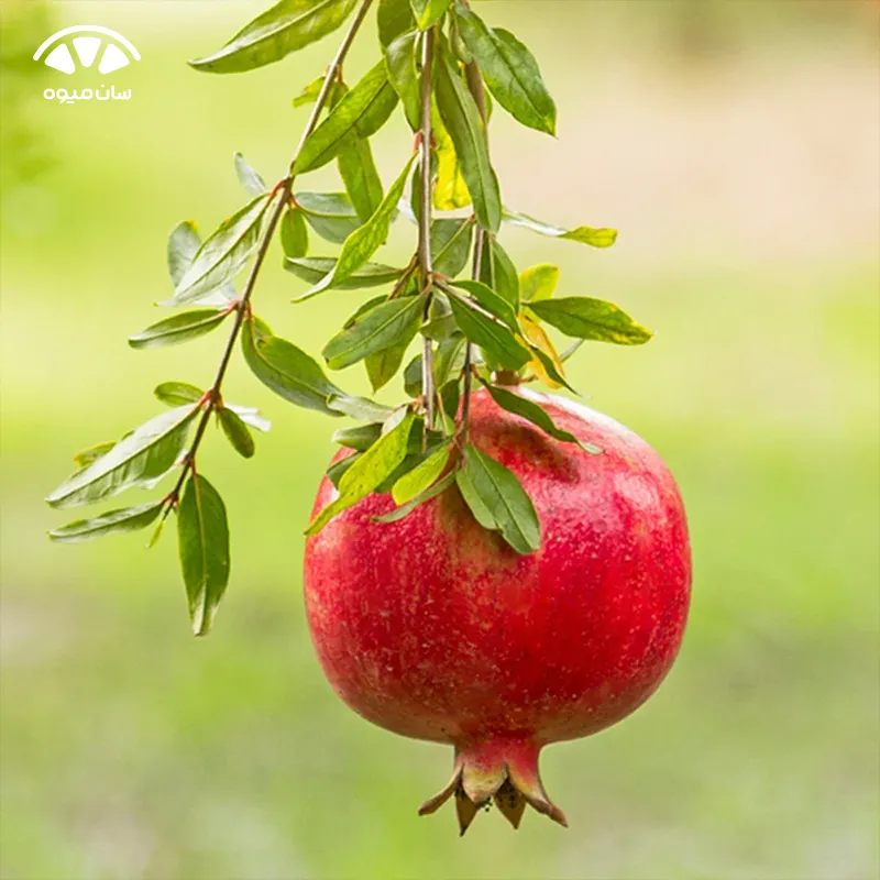 خواص انار برای دیابت