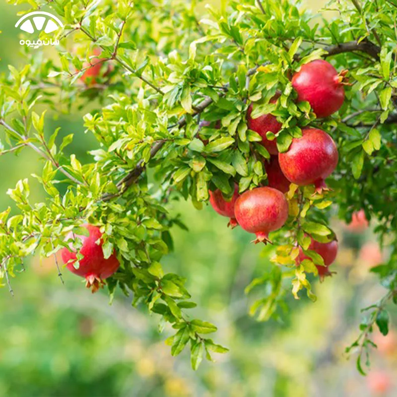 خواص انار برای استخوان