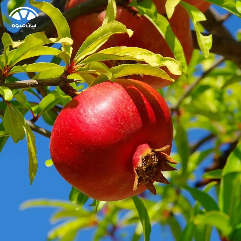 خواص انار برای درمان اسهال