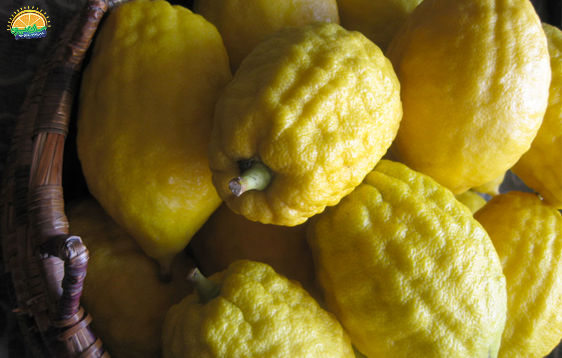 لیمو ترش Greek Citron