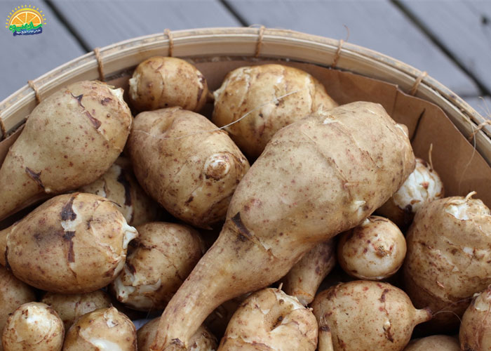 خواص سیب زمینی ترشی در کنترل فشارخون 