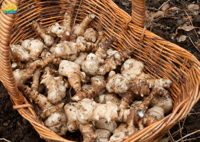 خواص سیب زمینی ترشی خام و کاهش ریسک بیماری 