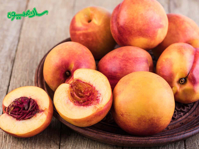 خواص تغذیهای شلیل رفعتی