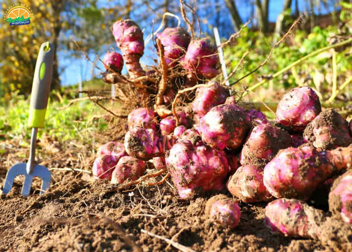 خواص سیب زمینی ترشی خام