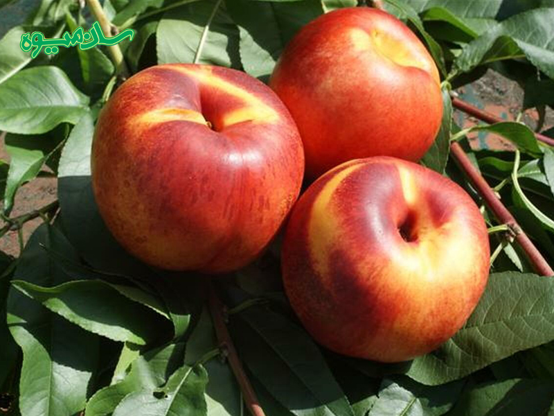 شلیل رفعتی غنی از آنتیاکسیدانها