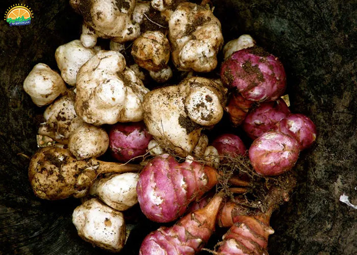 خواص سیب زمینی ترشی برای معده