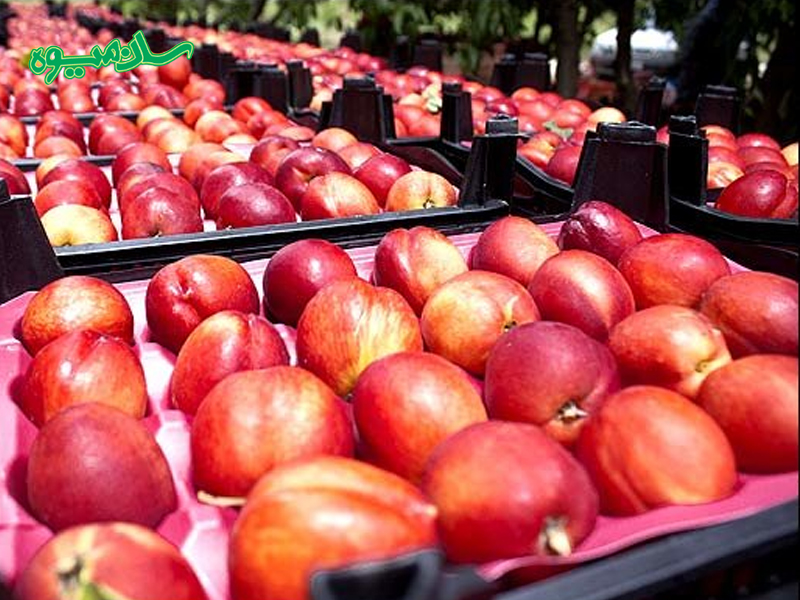 مصرف شلیل رفعتی و پیشگیری از سرطان