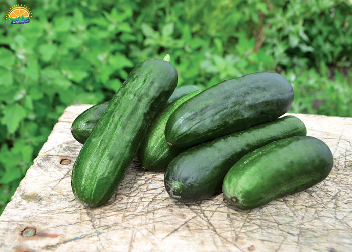 خاصیت آبرسانی خیار اصفهانی