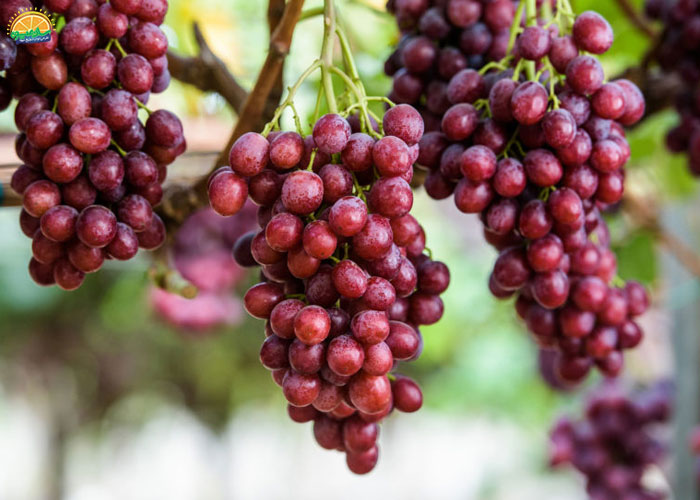 انگور قرمز بی دانه کشمشی