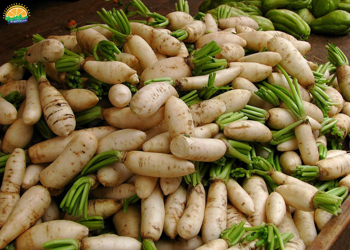 معرفی انواع ترب سفید