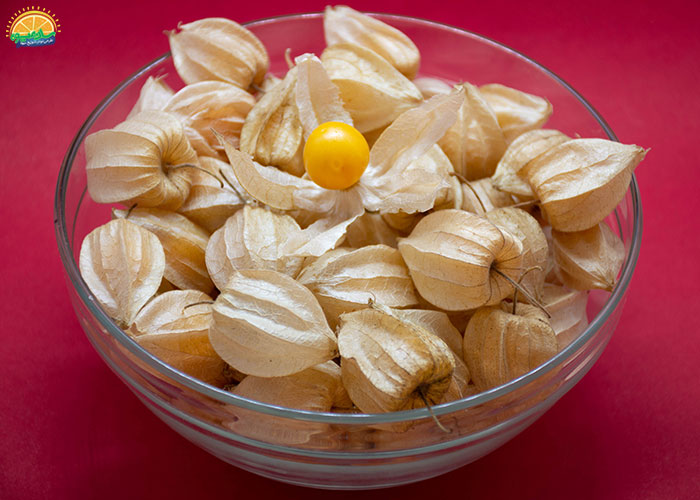 اسامی مختلف میوه فیسالیس