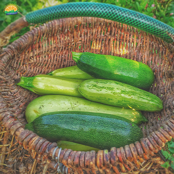 اثرات ضد سرطانی کدو سبز