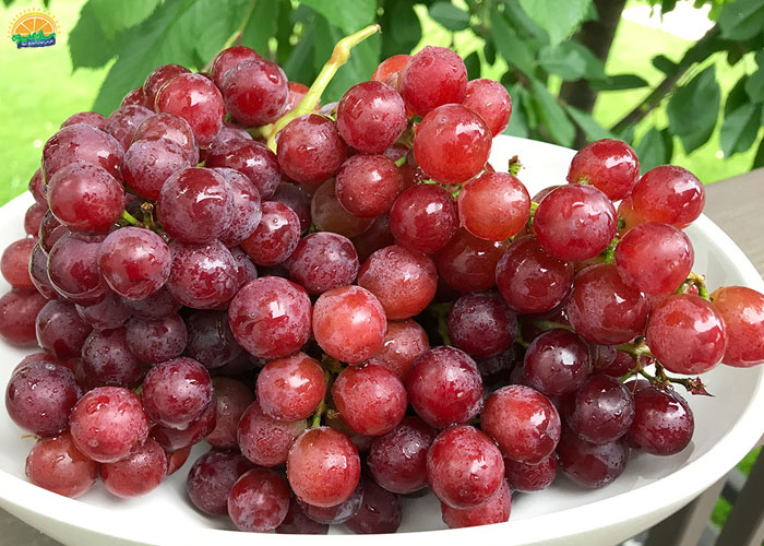 مدیریت وزن با  خوردن انگور قرمز بی دانه