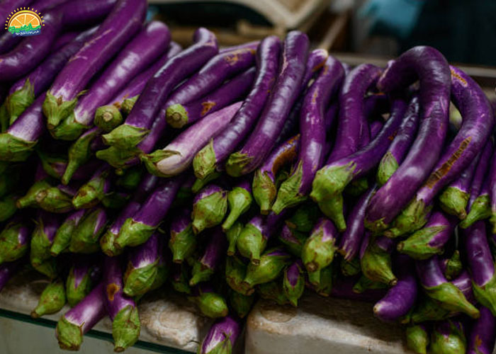 بادمجان چینی