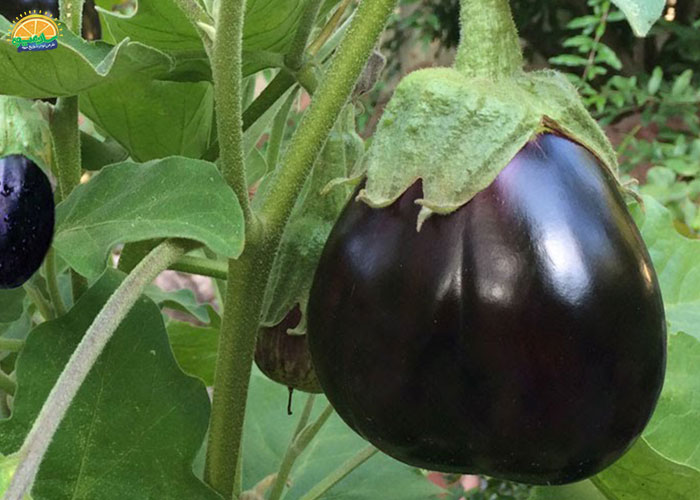 بادمجان دلمه غنی از آنتی‌اکسیدان‌ها